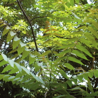 춘근백피(椿根白皮)