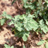 야국(野菊)