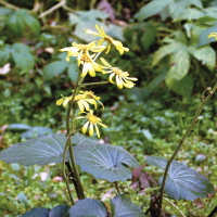 연봉초(蓮蓬草)