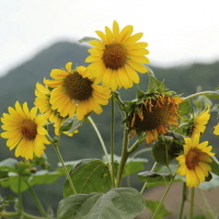 해바라기