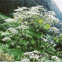 백지(白芷)