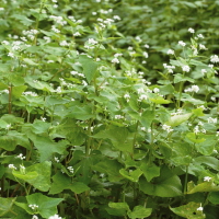 메밀