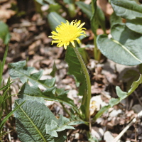 산민들레