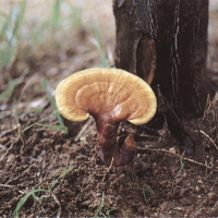 영지(靈芝)