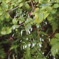 사삼(沙蔘)