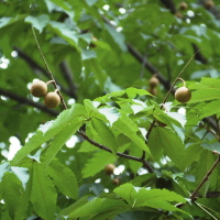 칠엽수